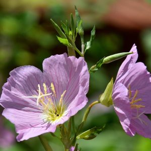 Evening Primrose Pink - Oenothera speciosa 15cm