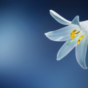 ANTHERICUM RAMOSUM Branched St Bernard’s Lily 15cm