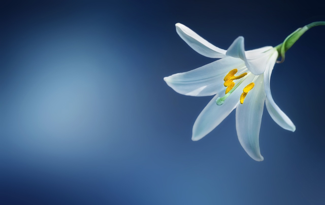 St Bernard's Lily Branched - Anthericum ramosum 15cm