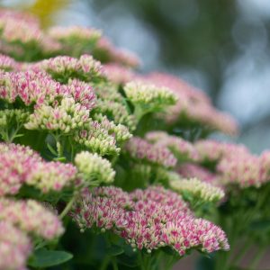 SEDUM SPECTABILE "Autumn Joy" 17cm