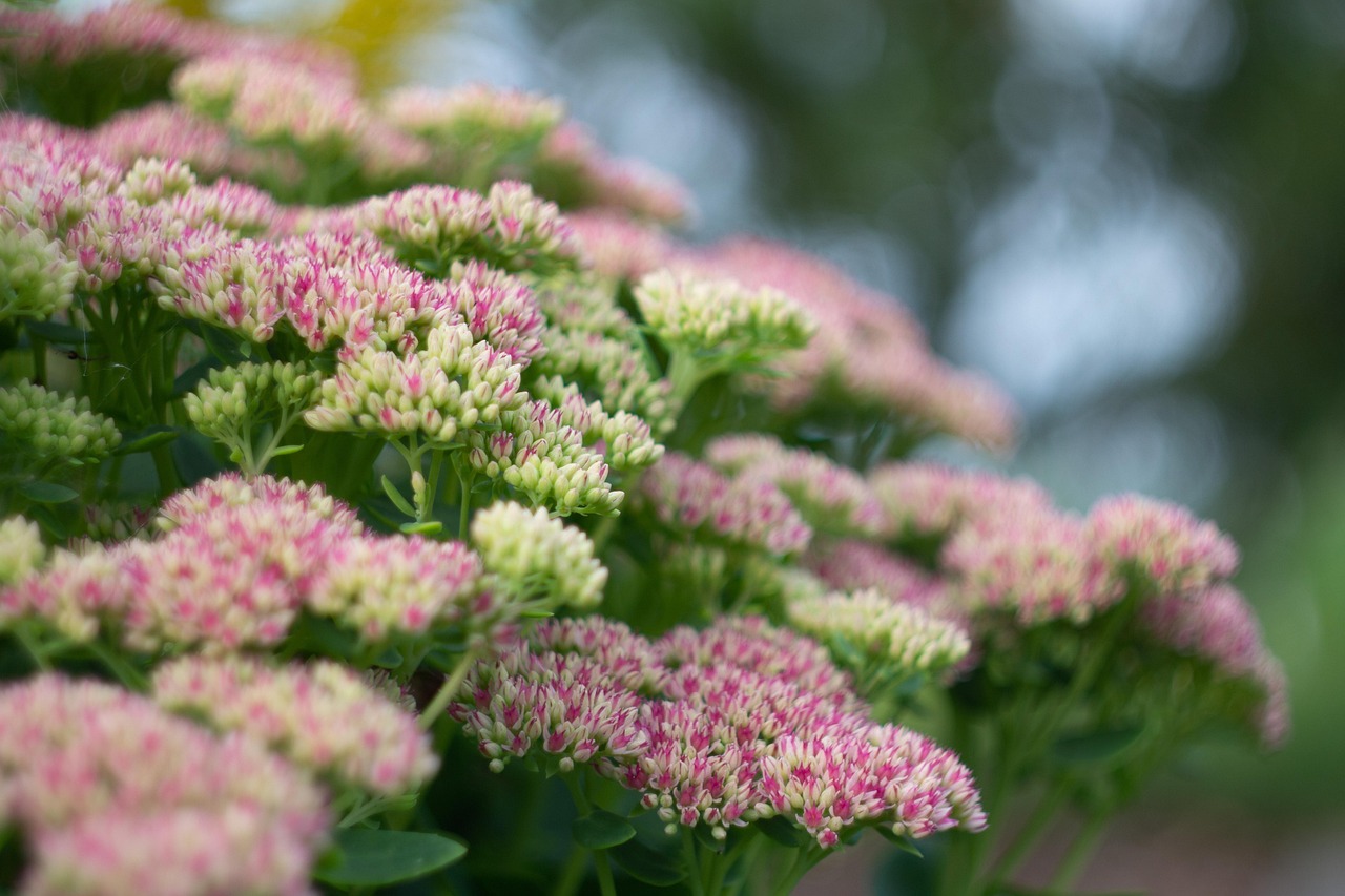 Sedum Autumn Joy - Sedum spectabile 17cm