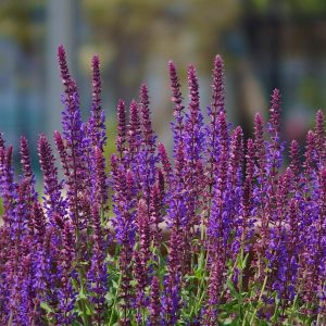 SALVIA NEMOROSA (Purple) 15cm