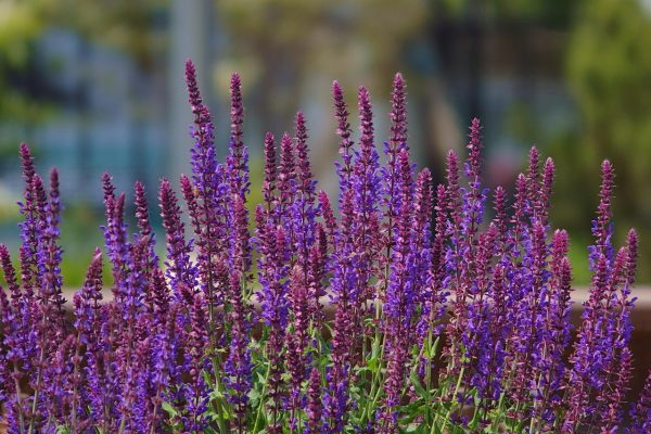 SALVIA NEMOROSA (Purple) 15cm