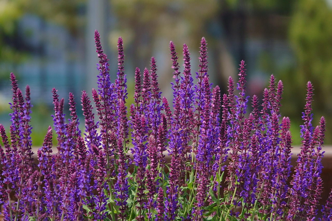 Salvia Woodland Purple - Salvia nemorosa 15cm