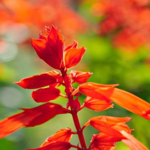 SALVIA MINIATA "Misty Mountain Sage" (Orange) 15cm