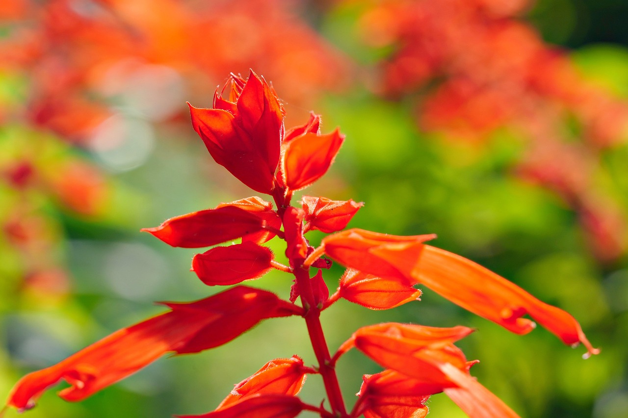 Salvia Misty Mountain Orange 15cm