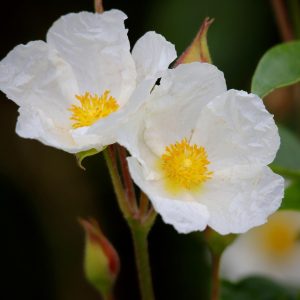 CISTUS Rock Rose (White) 15cm