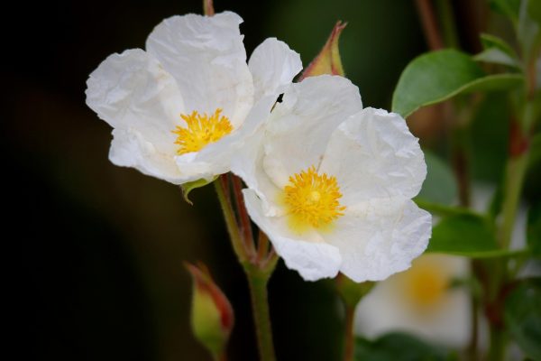CISTUS Rock Rose (White) 15cm