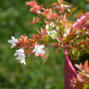 Golden Abelia Francis Mason - Abelia × grandiflora 17cm