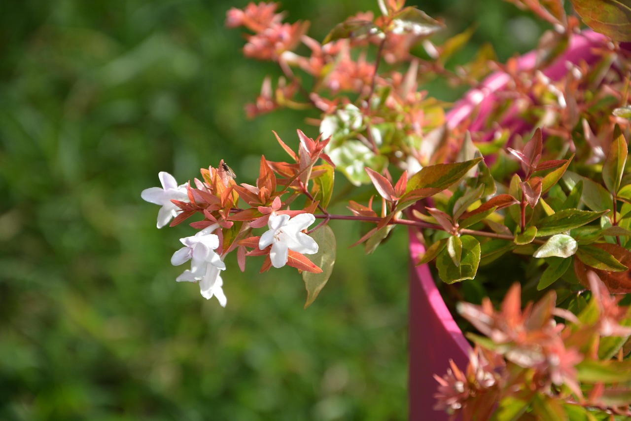 Golden Abelia Francis Mason - Abelia × grandiflora 17cm
