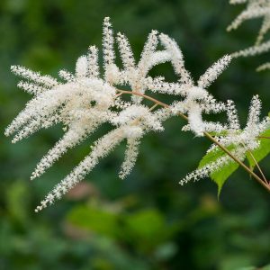 ASTILBE