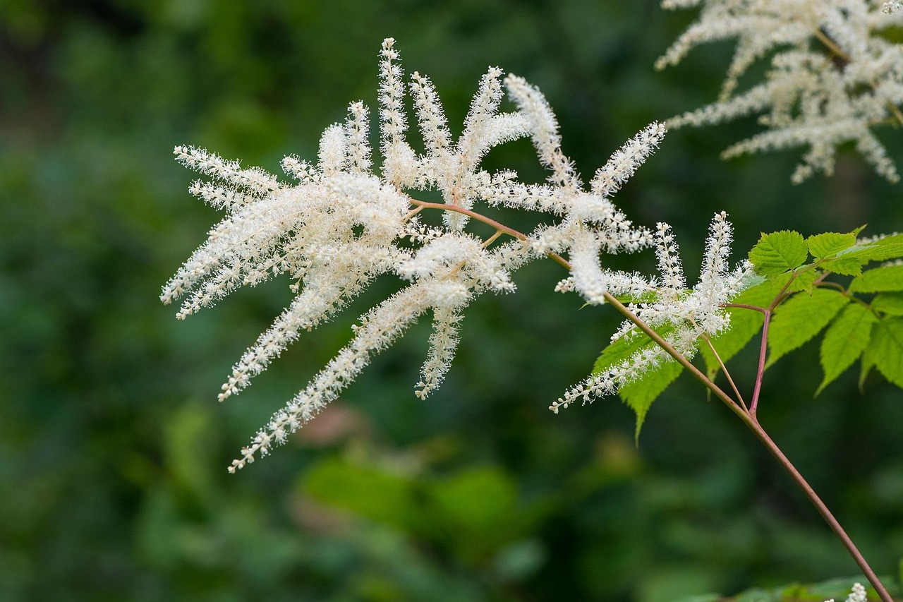 ASTILBE