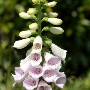 Foxglove White - Digitalis purpurea 17cm