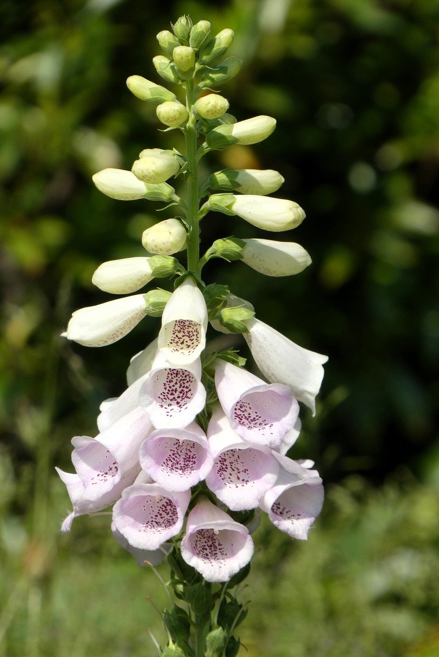 Foxglove White - Digitalis purpurea 17cm