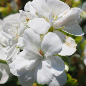 GERANIUM SANGUINEUM ALBA 15cm