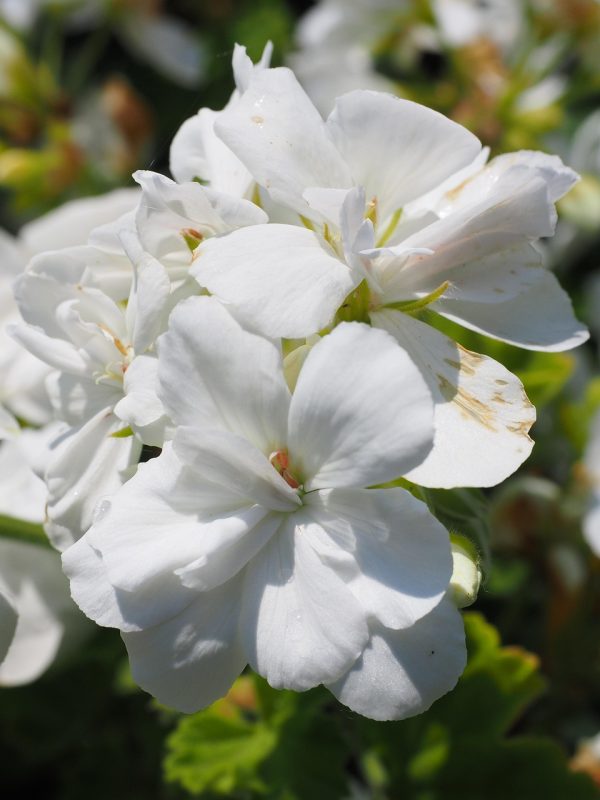 GERANIUM SANGUINEUM ALBA 15cm