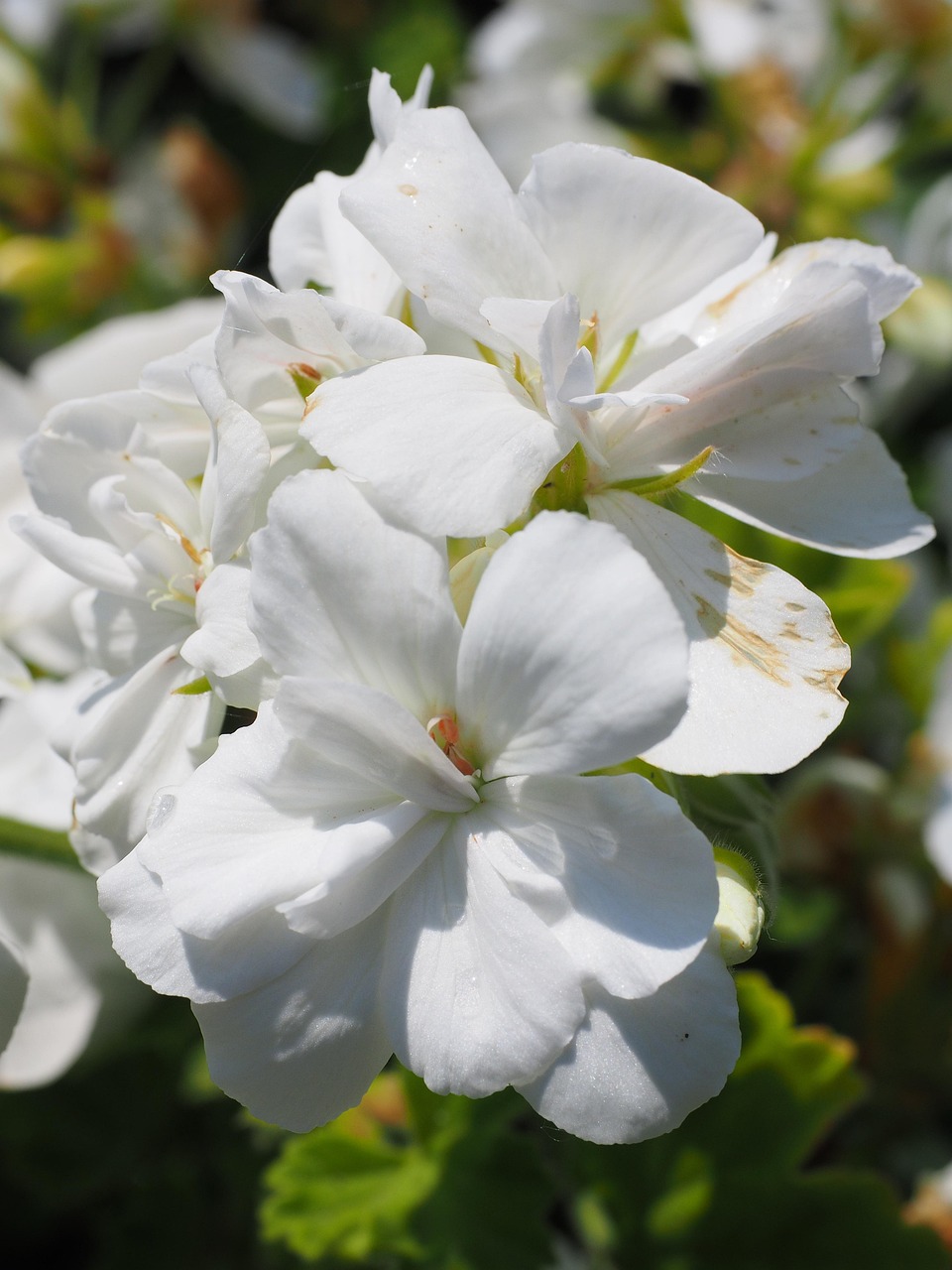 Bloody Cranesbill Album - Geranium sanguineum 15cm