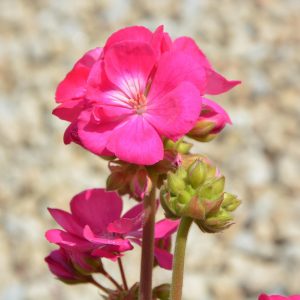 Geranium Dalmaticum Deep Pink 15cm
