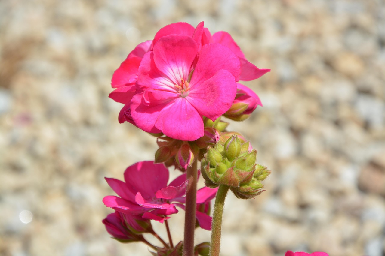 Geranium Dalmaticum Deep Pink 15cm