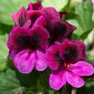 Regal Geranium Deep Pink with Dark Eye - Pelargonium x domesticum 15cm