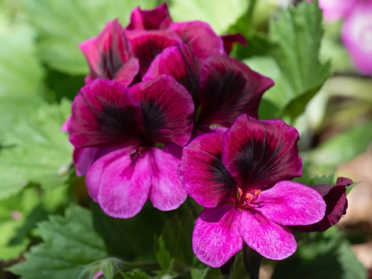 Regal Geranium Deep Pink with Dark Eye - Pelargonium x domesticum 15cm