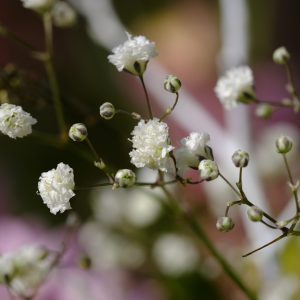 Baby's Breath Himalayan - Gypsophila cerastioides 15cm