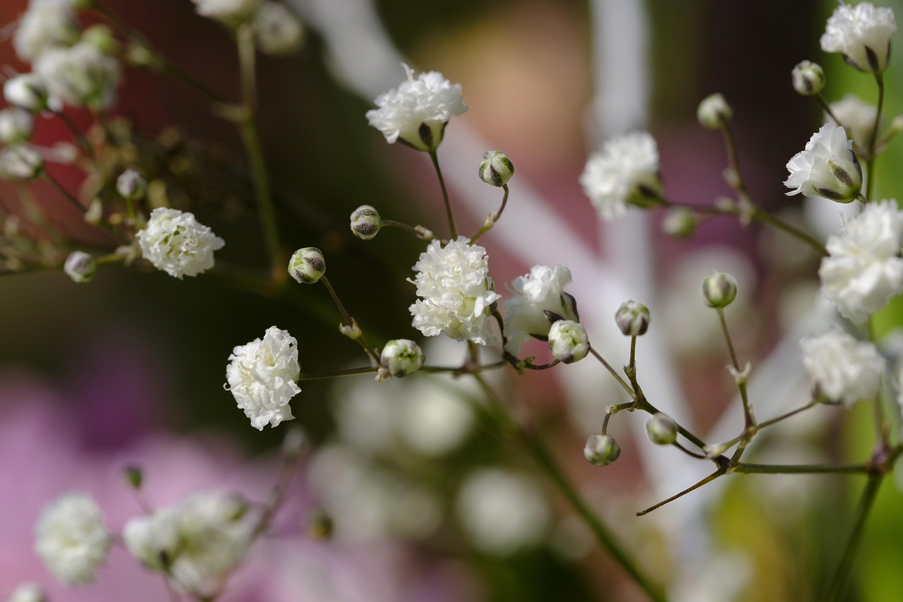 Baby's Breath Himalayan - Gypsophila cerastioides 15cm