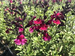 Salvia Mirage Burgundy - Salvia greggii 15cm