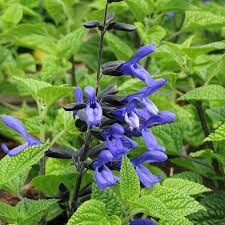SALVIA "Black and Bloom" 15cm