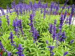 SALVIA "Beautiful Blue" 15cm