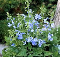 Salvia Baby Blue - Salvia 15cm