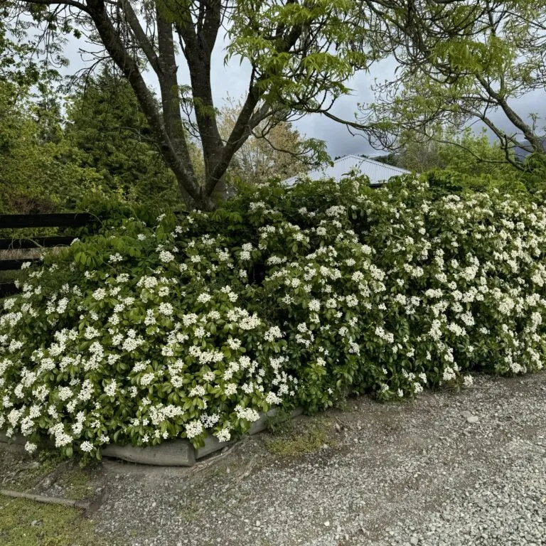 Mexican Orange Blossom - Choisya ternata 10kg - Image 2
