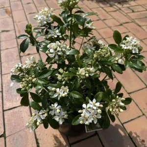 Mexican Orange Blossom - Choisya ternata 10kg