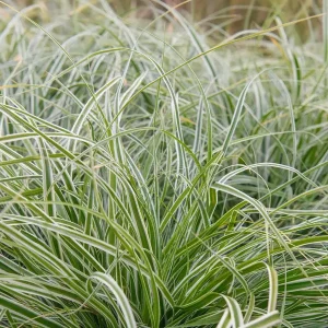 Japanese Sedge Green Meadow - Carex oshimensis 15cm