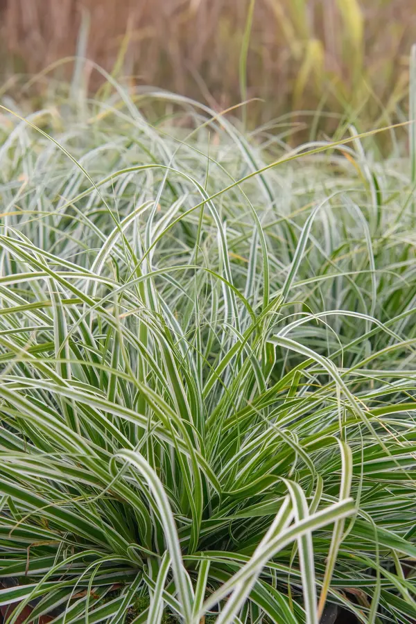 Japanese Sedge Green Meadow - Carex oshimensis 15cm