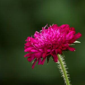 KNAUTIA MACEDONICA 15cm