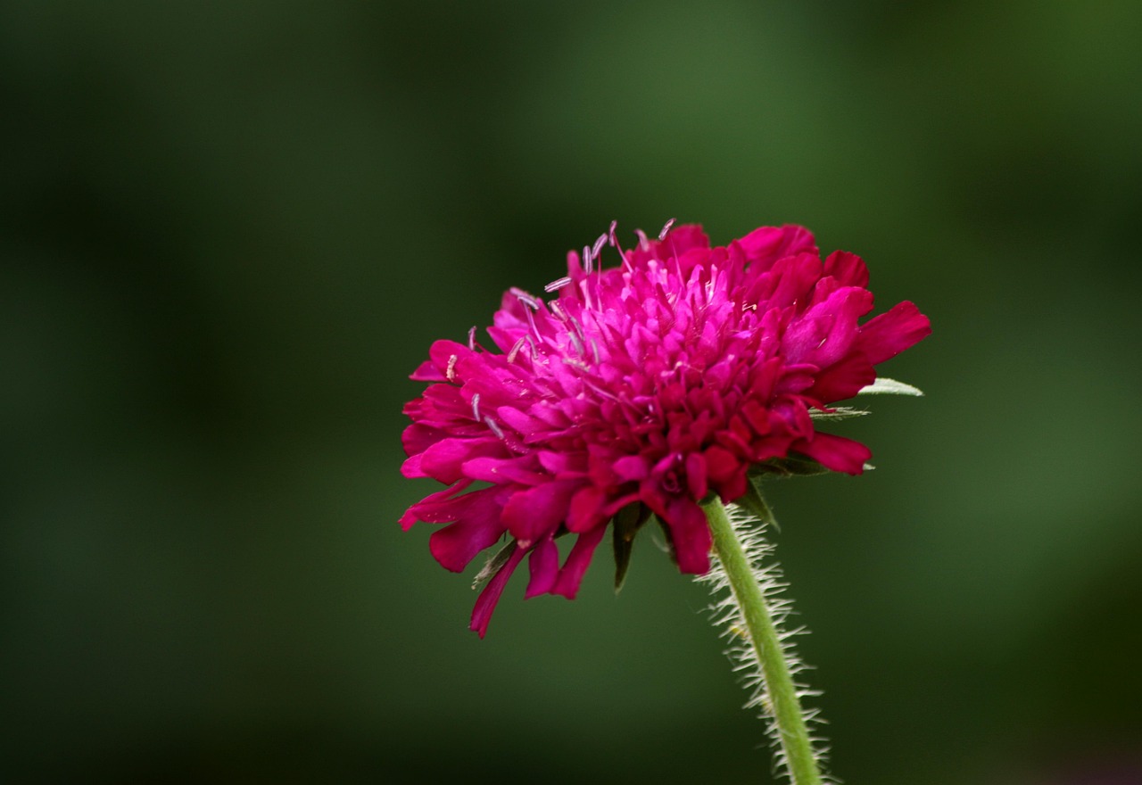 Macedonian Scabious - Knautia macedonica 15cm