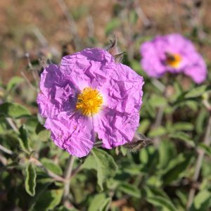 CISTUS Rock Rose (Cerise pink) 15cm