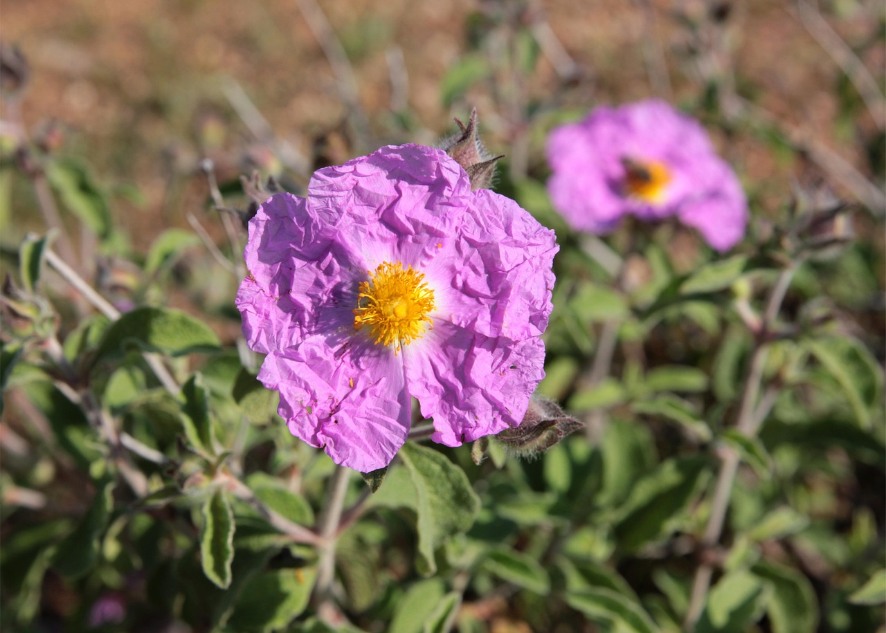 Cistus Cerise Pink - Cistus 15cm