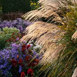 Japanese Silver Grass Broad Leaf Selection - Miscanthus sinensis 17cm