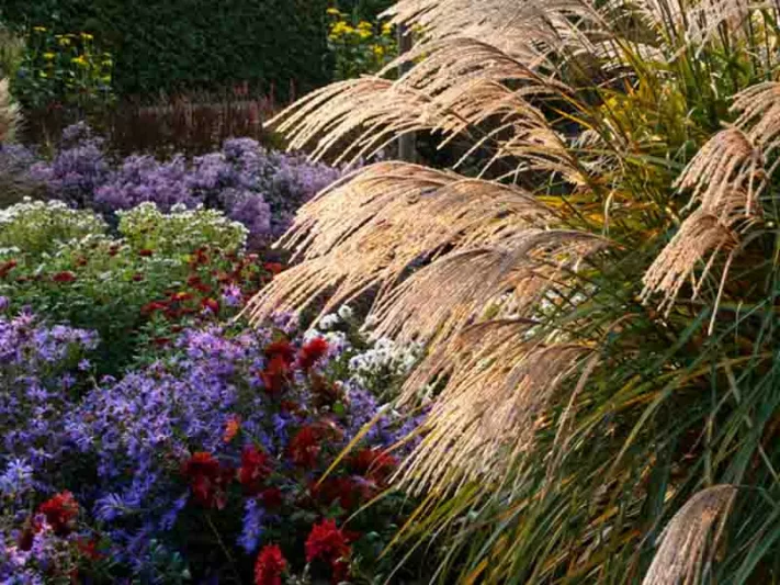 Japanese Silver Grass Broad Leaf Selection - Miscanthus sinensis 17cm