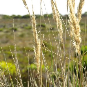 Fynbos Wire Grass - Capeochloa cincta 15cm