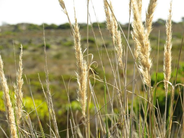 CAPEOCHLOA CINCTA Fynbos Wire Grass 15cm