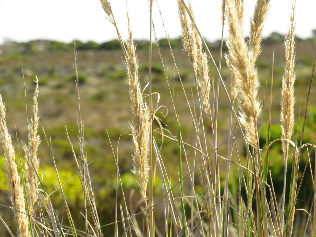Fynbos Wire Grass - Capeochloa cincta 15cm