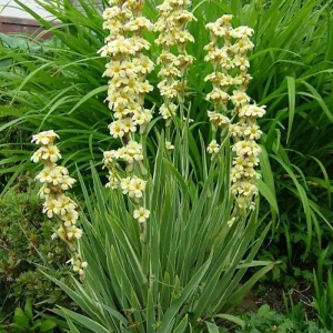 Satin Flower Yellow and White - Sisyrinchium striatum 17cm