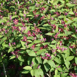 Honeysuckle Bush Red Flowers - Lonicera 15cm
