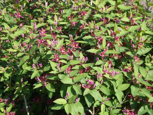 LONICERA "Bush Honeysuckle" (Red flowers) 15cm