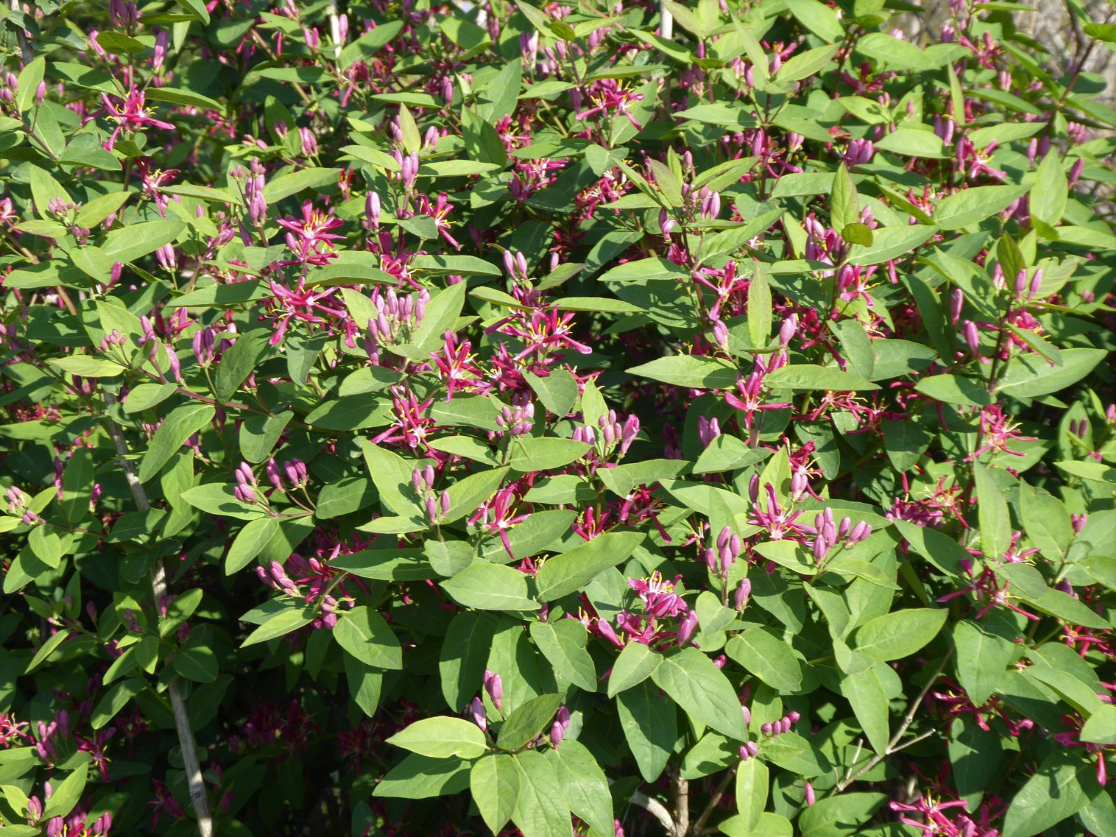 Honeysuckle Bush Red Flowers - Lonicera 15cm