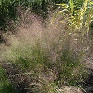 ERAGROSTIS TRICHOIDES "Sand Love Grass" 15cm
