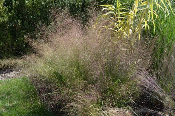 ERAGROSTIS TRICHOIDES "Sand Love Grass" 15cm
